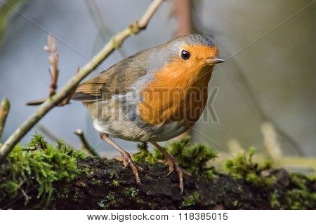 Robin Redbreast (erithacus Rubicula)