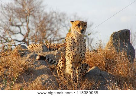 Cheetah Looking From Stone In The Wildernes