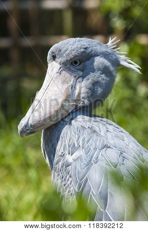 Shoebill, Abu Markub (balaeniceps Rex)