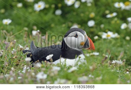 Atlantic Puffin