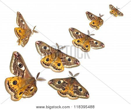 Moths (saturnia Pavoniella) Flying Isolated On White