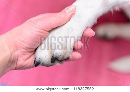Dog Paw In Human Hand