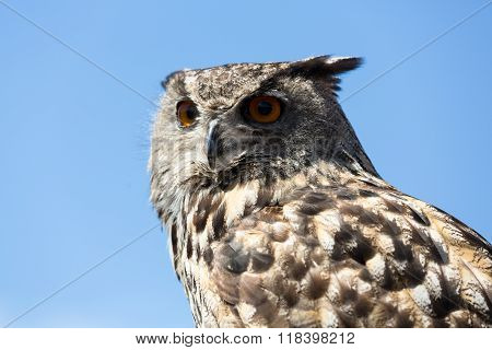 Owl - Bird From The Order Strigiformes
