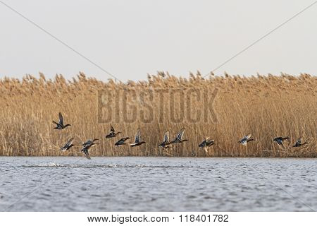 flock of migratory ducks on the water