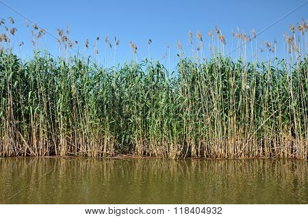 Sedge in the marshland in spring. Danube delta Romania