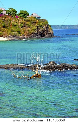Beautiful Andilana Beach Seaweed   Indian Dead Tree And