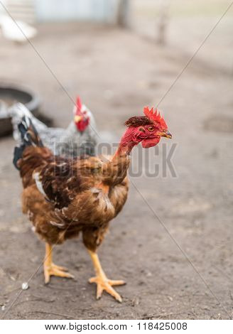 Nacked neck rooster in the fowl yard.