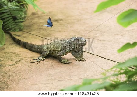 Lovely Iguana