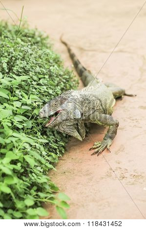 Lovely Iguana