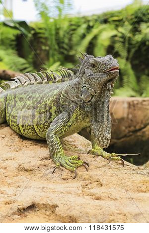 Lovely Iguana