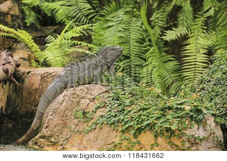 Lovely Iguana