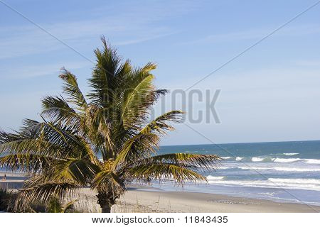 Palmera en la playa y el océano