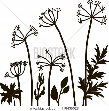 floral composition with dill plant