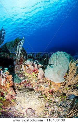 Caribbean Coral Reef