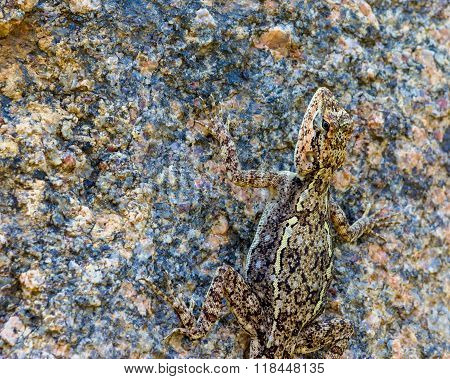 Indian camoflaged Lizard.
