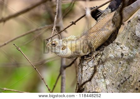 Indian camoflaged Lizard.