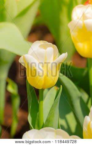 Tulip. Beautiful Bouquet Of Tulips. Colorful Tulips.