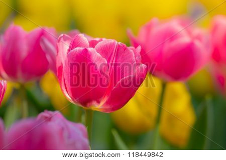 Tulip. Beautiful Bouquet Of Tulips. Colorful Tulips.