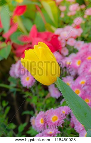 Tulip. Beautiful Bouquet Of Tulips. Colorful Tulips.
