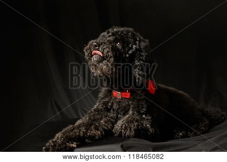 Black Poodle Lying On The  Black Background