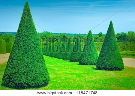 Topiary trees