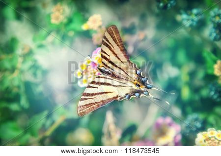 Scarce swallowtail (Iphiclides podalirius)