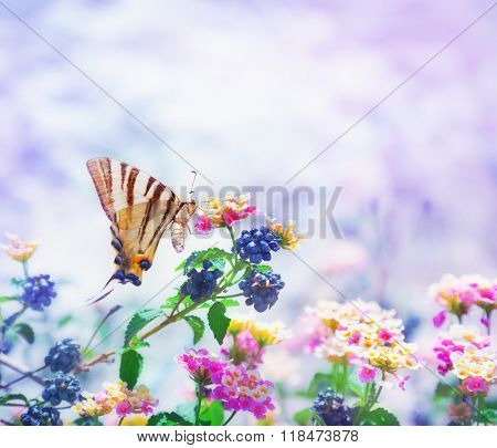 Scarce swallowtail (Iphiclides podalirius)