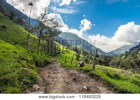green jungle in mountains, palm trees in cocora valley, colombia, latin america