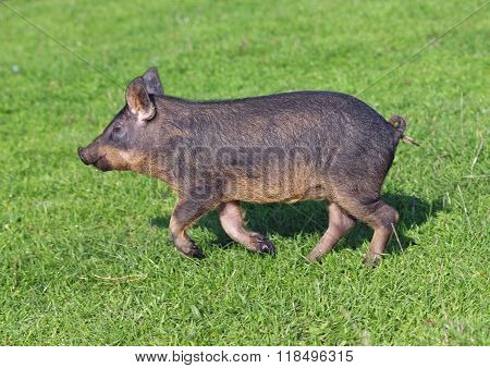 A striped pigling hurries on a meadow