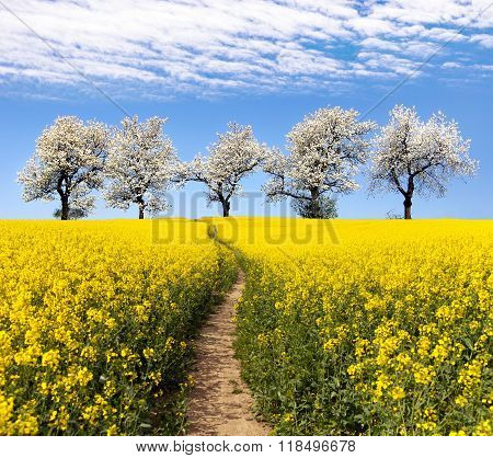 Rapeseed Field, Parhway, Alley Of Flowering Cherry Trees