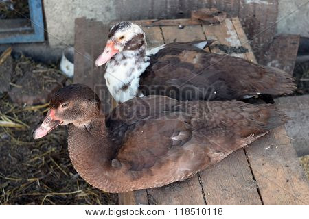The Musky Duck