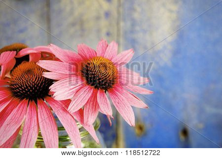 Echinacea Flowers In Glass Jar