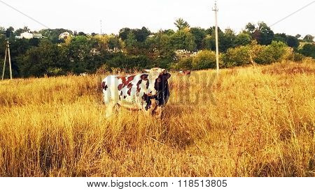 cow on the meadow