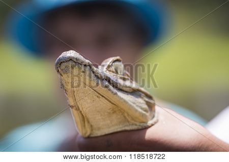 Black Caiman (melanosuchus Niger) In Amazon Rainforest Brazil