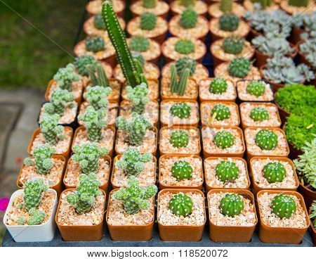 Cactus In Pots