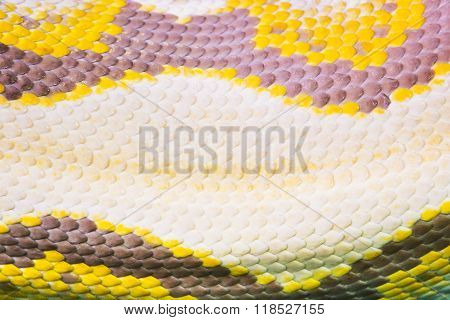 Real Boa Snake Skin Texture Closeup