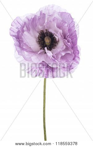 Poppy