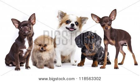 group of small decorative dog companions
