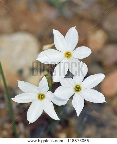 Narcissus Serotinus