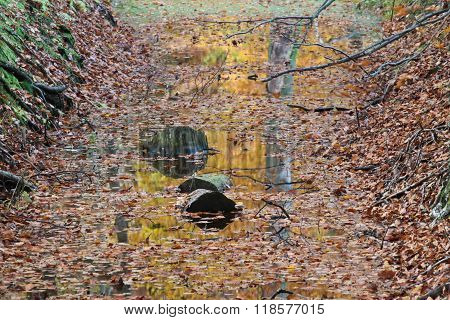 Ravnsholt Skov Forest In  Alleroed Denmark