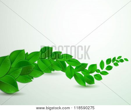green leaves on a white background