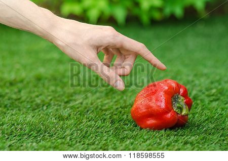 Vegetarians And Fresh Fruit And Vegetables On The Nature Of The Theme: Human Hand Holding A Red Pepp