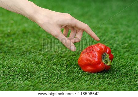Vegetarians And Fresh Fruit And Vegetables On The Nature Of The Theme: Human Hand Holding A Red Pepp