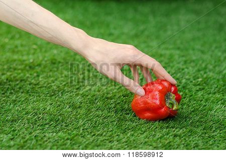 Vegetarians And Fresh Fruit And Vegetables On The Nature Of The Theme: Human Hand Holding A Red Pepp