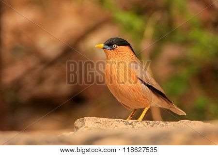 Brahminy Myna (sturnia Pagodarum)