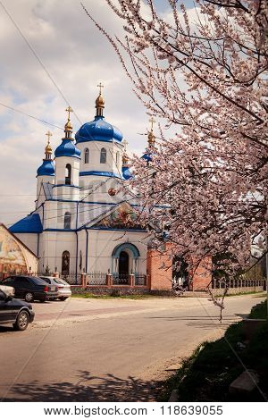 Ukrainian Orthodox Church Blooming Apricot Tree On Foreground