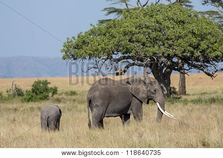 A Female Elephant Projecting Its Kid
