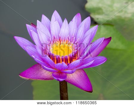 Beautiful purple water lilly or lotus on water