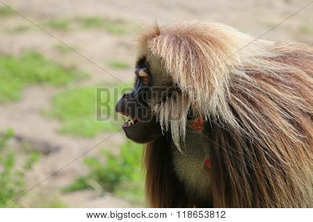 Gelada Male Monkey