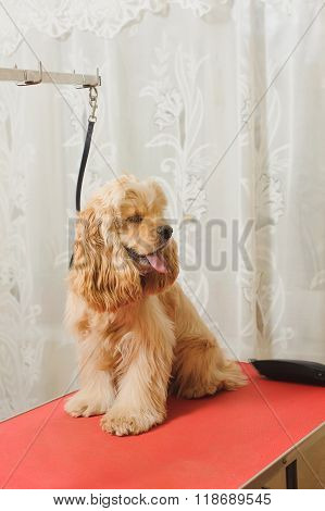 American Cocker Spaniel  On Grooming Table